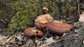 Lingzhi mushroom